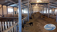 технология строительства фермы для овец